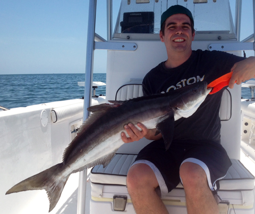 Cobia